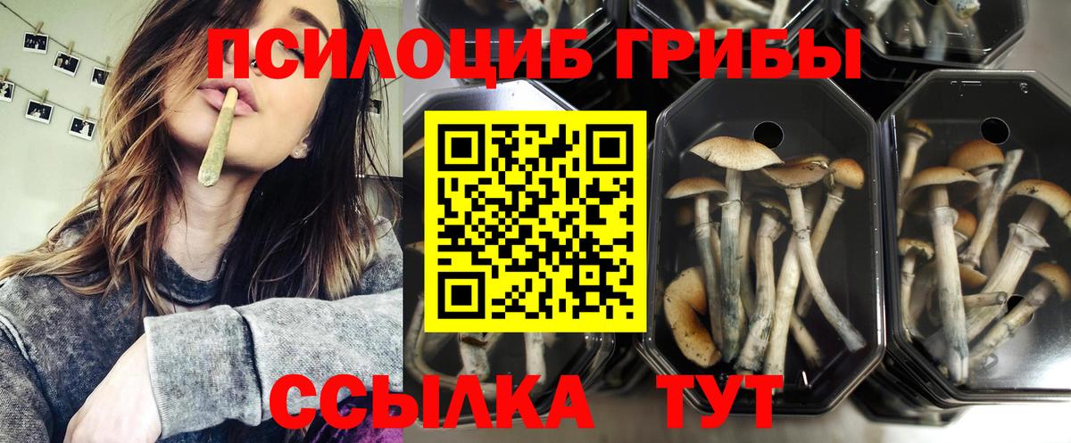 Краснознаменск  наркотики  Галлюциногенные грибы Psilocybine cubensis  Вход с VPN  Псилоцибиновые грибы ЛСД 